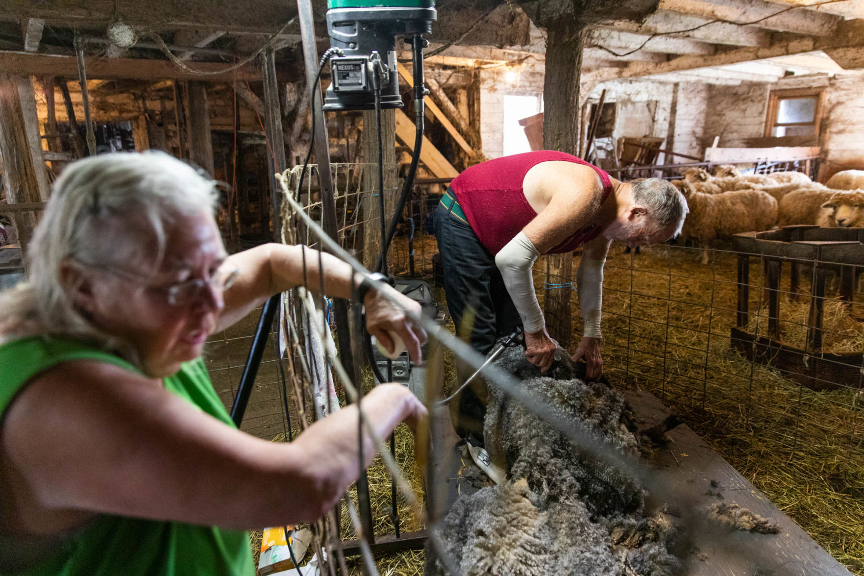 0929_wdj_sheepshearing_SS5.JPG